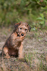 Irish Terrier puppy