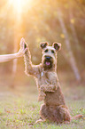 Irish Terrier gives paw
