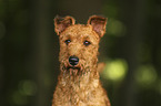 Irish Terrier portrait