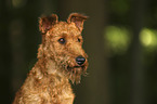 Irish Terrier portrait