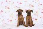 2 Irish Terrier Puppies