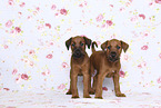 2 Irish Terrier Puppies