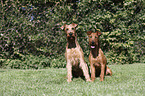 2 Irish Terrier