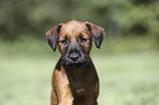 Irish Terrier Puppy Portrait