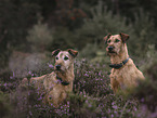 2 Irish Terrier
