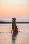 Irish Terrier at the beach
