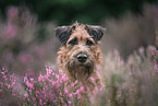 Irish Terrier in summer