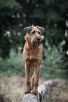 Irish Terrier in summer