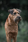 Irish Terrier in summer