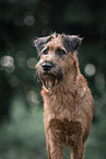 Irish Terrier in summer