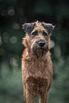 Irish Terrier in summer