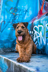 Irish Terrier in front of scratchwork