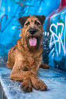 Irish Terrier in front of scratchwork