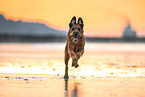 Irish Terrier at the beach