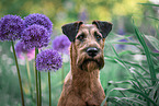 Irish Terrier in summer