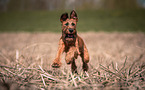 Irish Terrier in summer