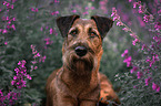 Irish Terrier in summer