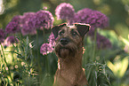 Irish Terrier in summer