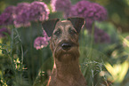 Irish Terrier in summer