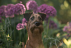 Irish Terrier in summer