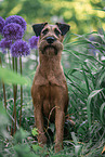 Irish Terrier in summer