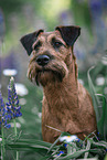 Irish Terrier in summer