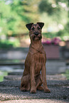 Irish Terrier in summer