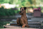 Irish Terrier in summer