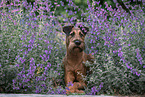 Irish Terrier in summer