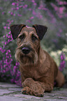 Irish Terrier in summer