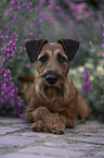 Irish Terrier in summer