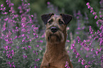 Irish Terrier in summer