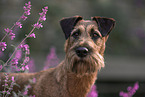 Irish Terrier in summer