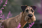 Irish Terrier in summer