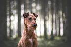 male Irish Terrier