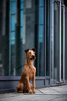 sitting Irish Terrier