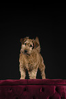 Irish Terrier in studio