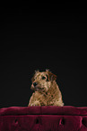 Irish Terrier in studio