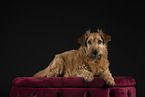 Irish Terrier in studio