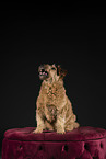 Irish Terrier in studio