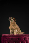 Irish Terrier in studio