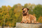 Irish Terrier