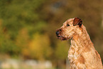 Irish Terrier