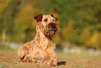 Irish Terrier