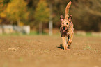 Irish Terrier