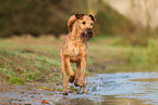 Irish Terrier