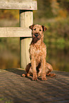 Irish Terrier