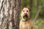 Irish Terrier