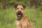 Irish Terrier