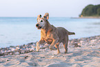 Irish Terrier